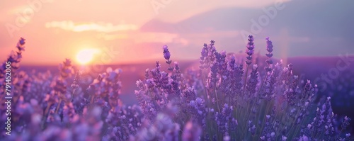Serene sunset over lush lavender fields with distant mountains