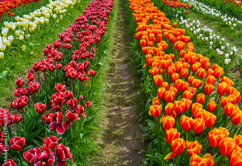 Two rows of flowers on a tulip field. Tulip of the Triumf variety in burgundy color and tulip of the Orange Bowl variety in red-orange color