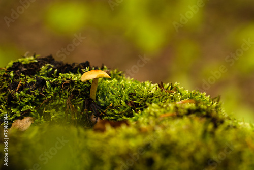  grzybek rosnący na pniu wśród mchów