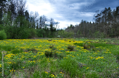 Wiosenne podmokłe łąki i olsy zdobią Kaczeńce (Caltha palustris L.) 