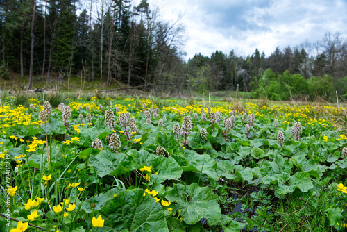 Wiosenne podmokłe łąki i olsy zdobią Kaczeńce (Caltha palustris L.) 