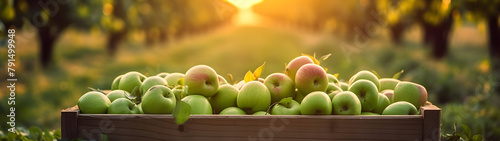 Green apples harvested in a wooden box in apple orchard with sunset. Natural organic fruit abundance. Agriculture, healthy and natural food concept. Horizontal composition.