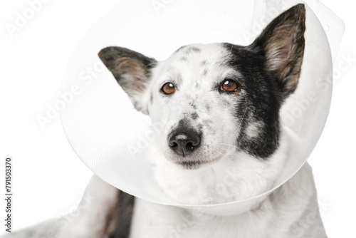 Dog in recovery cone collar stares pitifully at camera against white background, close-up