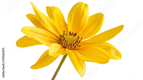 yellow gerber daisy,generative ai