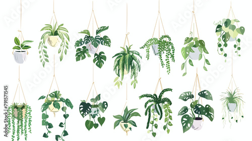 Collection of tropical monstera philodendron pothos 