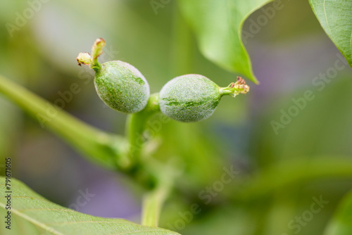 a walnut branch with green fruits and leaves.