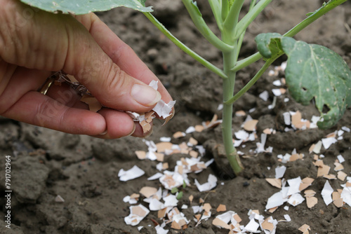 Crushed eggs shellsaround plant as organic fertilizer at home garden and an effective barrier for snails 