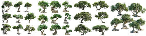  Grecian bay Trees collection Hyperrealistic Highly Detailed Isolated On Transparent Background Png File