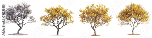 Hybrid witch hazel tree Hyperrealistic Highly Detailed Isolated On Transparent Background Png File