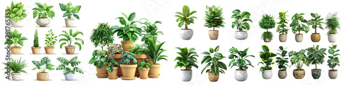 Potted house plants set. Leaf houseplants Hyperrealistic Highly Detailed Isolated On Transparent Background Png File