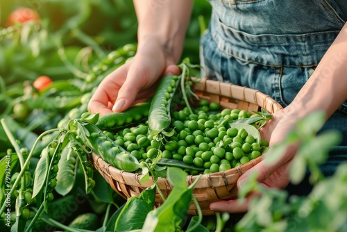 Farmer carefully gathers a bounty of vibrant green peas into a traditional basket amidst the field