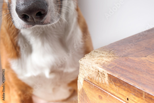 Dog behind chewed furniture. Puppy dog destroying wood chest corner. Chewing furniture concept. Separation anxiety, teething or bad dog behavior. Female Harrier mix dog. Selective focus.