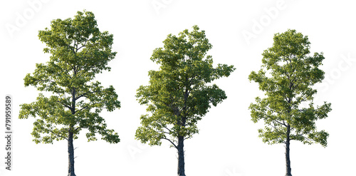 Cotinus obovatus frontal set trees (American Smoketree, Chittamwood Smokebush, Smoke Tree, Texas Smoke Tree, Wild Smoke Tree) isolated png on a transparent background perfectly cutout 