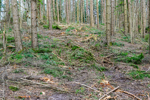 Many tree branches on the ground in the forest after sanitary felling trees, chipping material