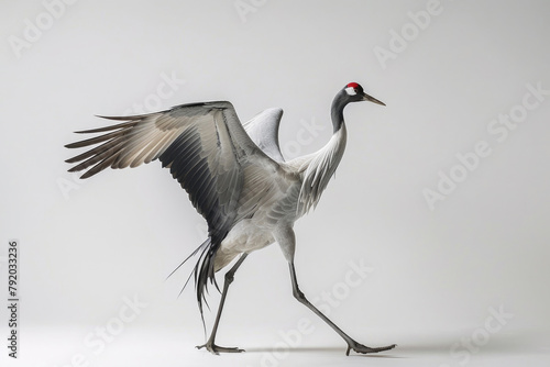 A crane dances in a courtship display