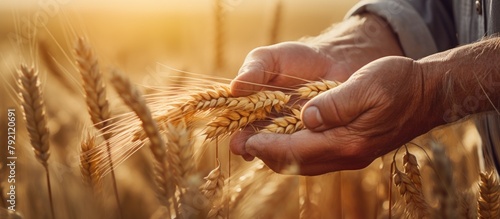 Farmer's hands in close-up, holding a handful of grains.