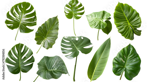 set of exotic big leaf green interior home plant for decoration and different foliage leaves and petals closeups cotout isolated on transparent png background set of exotic big leaf green interior h 