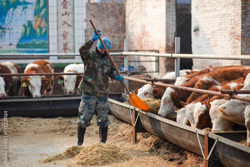 The cattle workers are feeding the calves