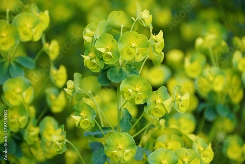 Close up of the lime green color of Wood Spurge flowering plants, also known as Euphorbia amygdaloides Purpurea