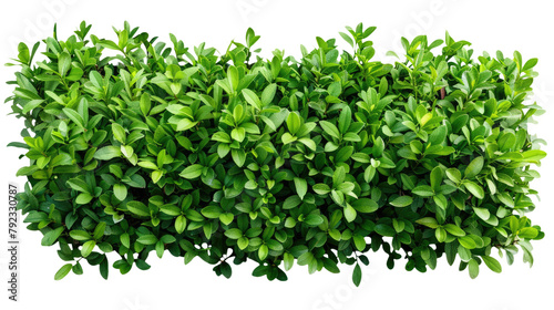 green bush square shape cutout clipping path png isolated on white or transparent background