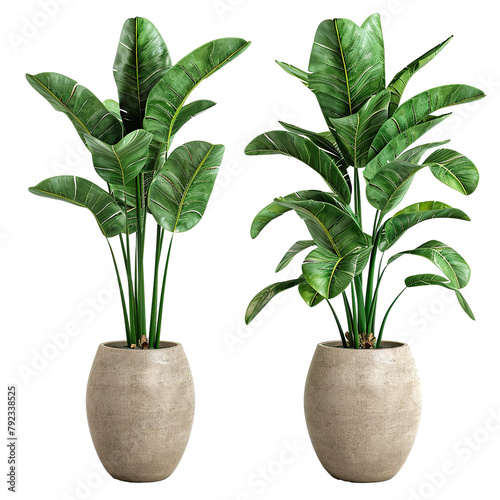 Illustration of two set portrait separate pots tropical plant, isolate white background PNG