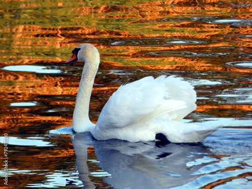 Swan on the Warnow river near the ferry in Rostock Gehlsdorf