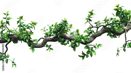 Realistic twisted jungle branch with Transparent Background