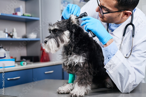 Veterinarian examining dog's ears with otoscope