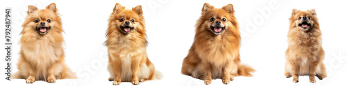 Dog PNG set - sitting photo of happy Pomeranian isolated transparent background