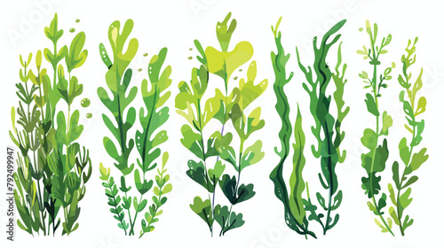 Marine plants set. Seaweed. Plants for the aquarium.