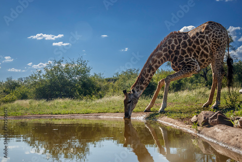 Giraffe drinking at waterhole in Kruger National park, South Africa ; Specie Giraffa camelopardalis family of Giraffidae