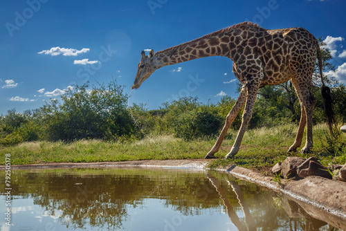 Giraffe drinking at waterhole in Kruger National park, South Africa ; Specie Giraffa camelopardalis family of Giraffidae
