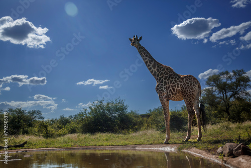 Giraffe standing at waterhole in backlit in Kruger National park, South Africa ; Specie Giraffa camelopardalis family of Giraffidae