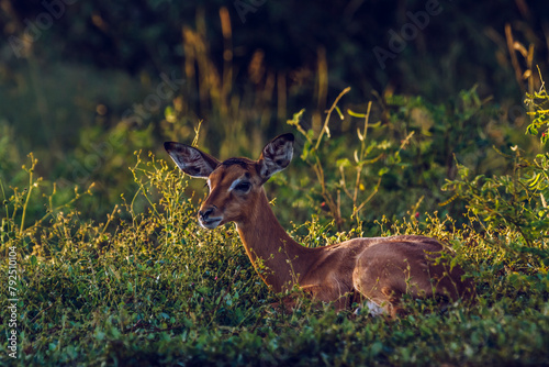 Cute young Common Impala lying down in grass in Kruger National park, South Africa ; Specie Aepyceros melampus family of Bovidae