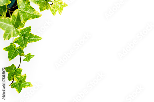 Hedera variegata plant with shoots, green variegata small leaves curls on a white background with space for text
