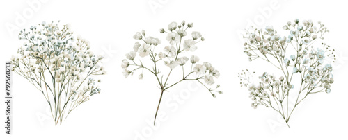 A set of watercolor branches of white gypsophila png. Delicate white gypsophila flowers with green stems on transparent isolated background. Element for invitations, flower arrangements.