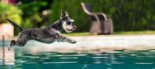 Schnauzer diving into the pool