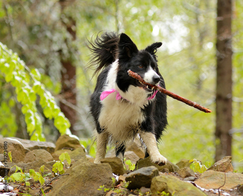 Pies czarno biały, rasy Border Collie