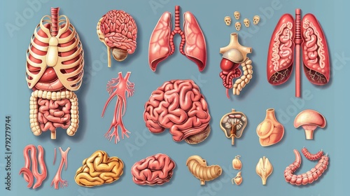 The detailed modern set of parts of the human body