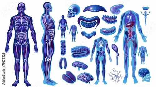 Body Anatomy Modern Illustration on White Background.