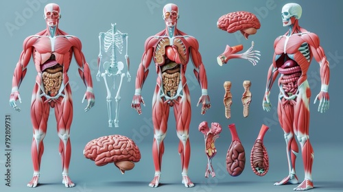 Animated human muscles anatomy model