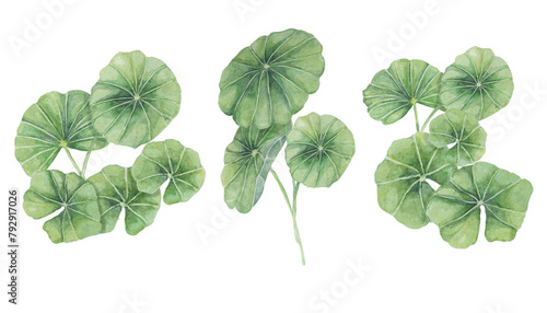 Centella asiatica, gotu cola green bouquets. Hand drawn Asiatic pennywort watercolor botanical illustration, isolated elements for cosmetics, packaging, beauty, labels, herbal dietary supplements
