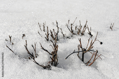 thawed areas around bushes in early spring