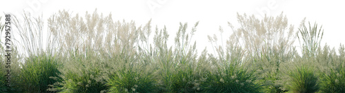 Calamagrostis acutiflora (Karl Foerster) grass field set isolated frontal on a white background perfectly cutout high resolution