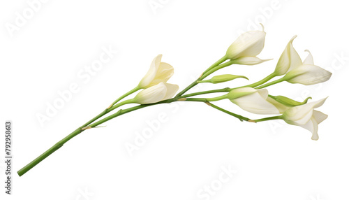 white flowers stalk isolated on transparent background cutout