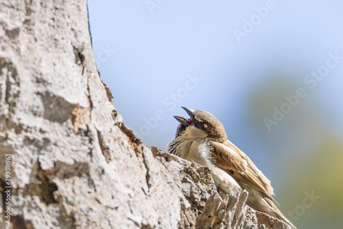 Gorrión común (Passer domesticus) piando en un árbol