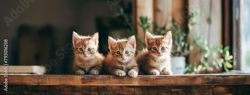 Filhotes de gatos fofos em cima de uma tábua de madeira