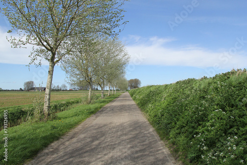 a typical dutch rural landscape of a country road with a road of white birch trees and a green verge in springtime
