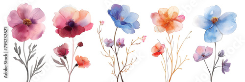 A watercolor floral illustration set featuring field flowers, suitable for nature-themed designs and decorations.