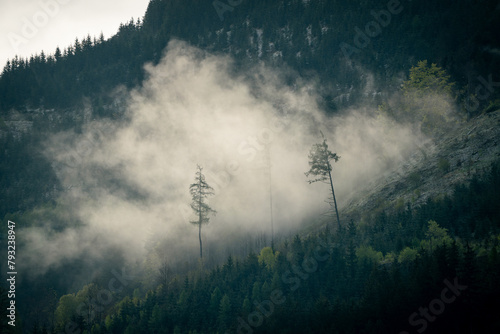 Mystischer und geheimnisvoller Wald im Nebel am Berg